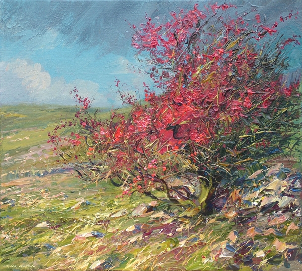 Mark Preston - sunlit hawthorn, pilsbury